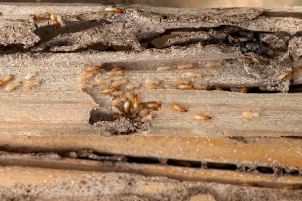 Best Cockroach Control Services  in Southworth, WA
